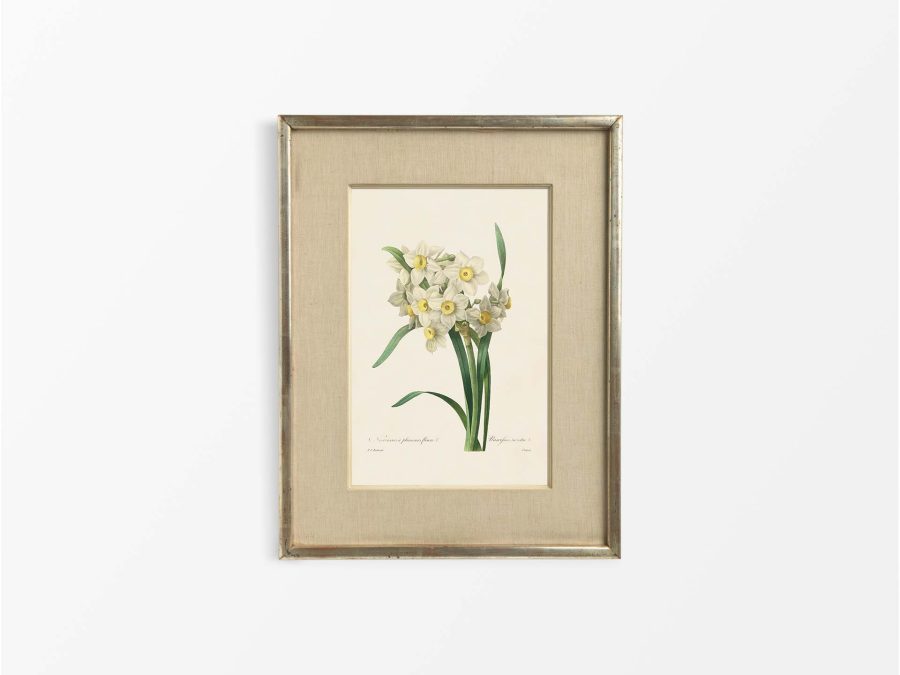 Daffodil Vintage Art Print