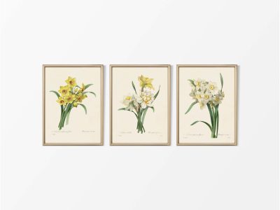 Daffodils (Set of Three) Vintage Art Prints