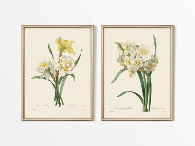 Daffodils (Set of Two) Vintage Art Prints