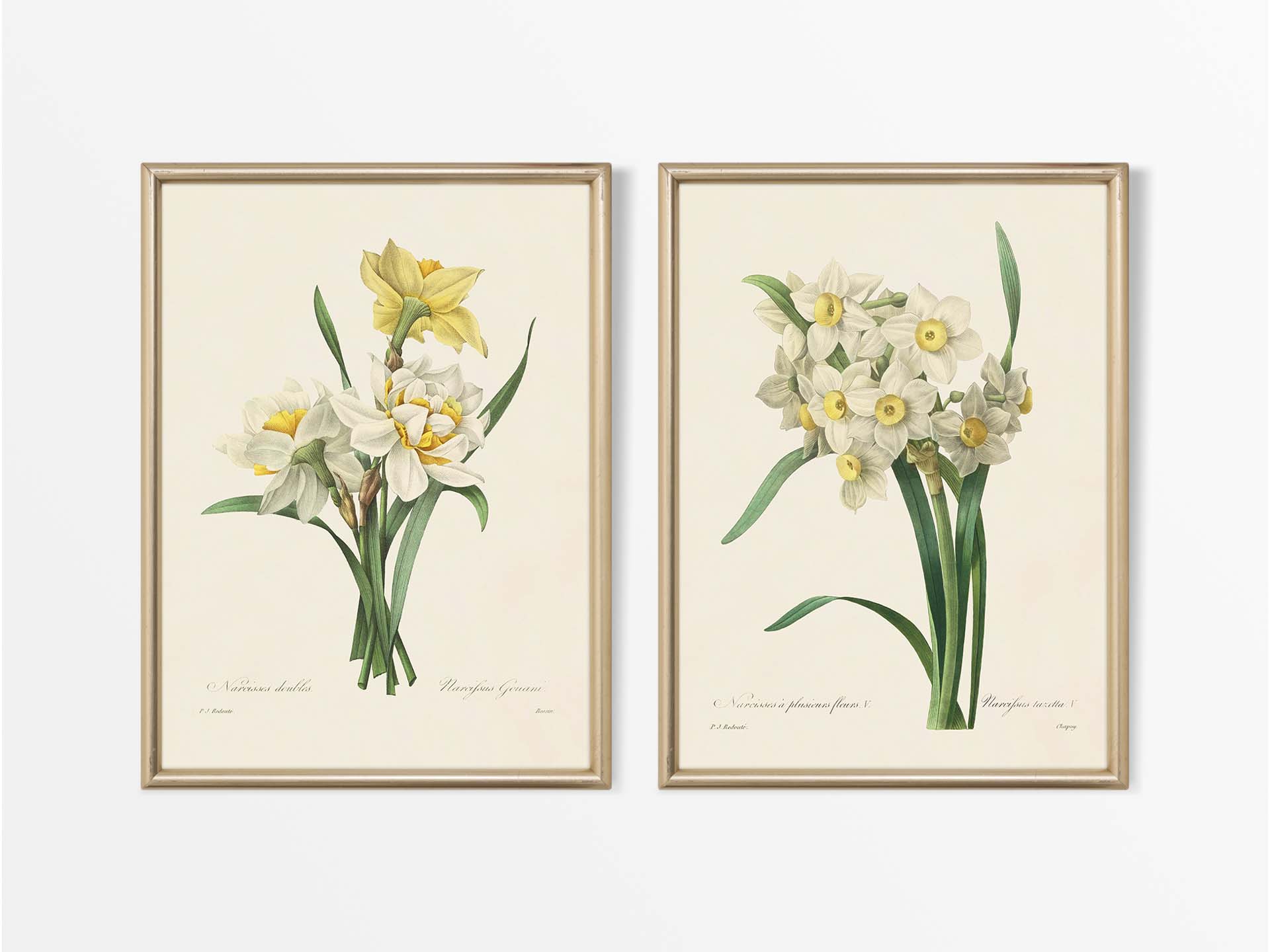 Daffodils (Set of Two) Vintage Art Prints