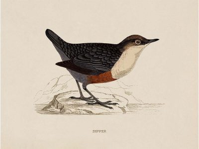 Dipper Vintage Art Print