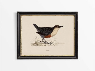 Dipper Vintage Art Print