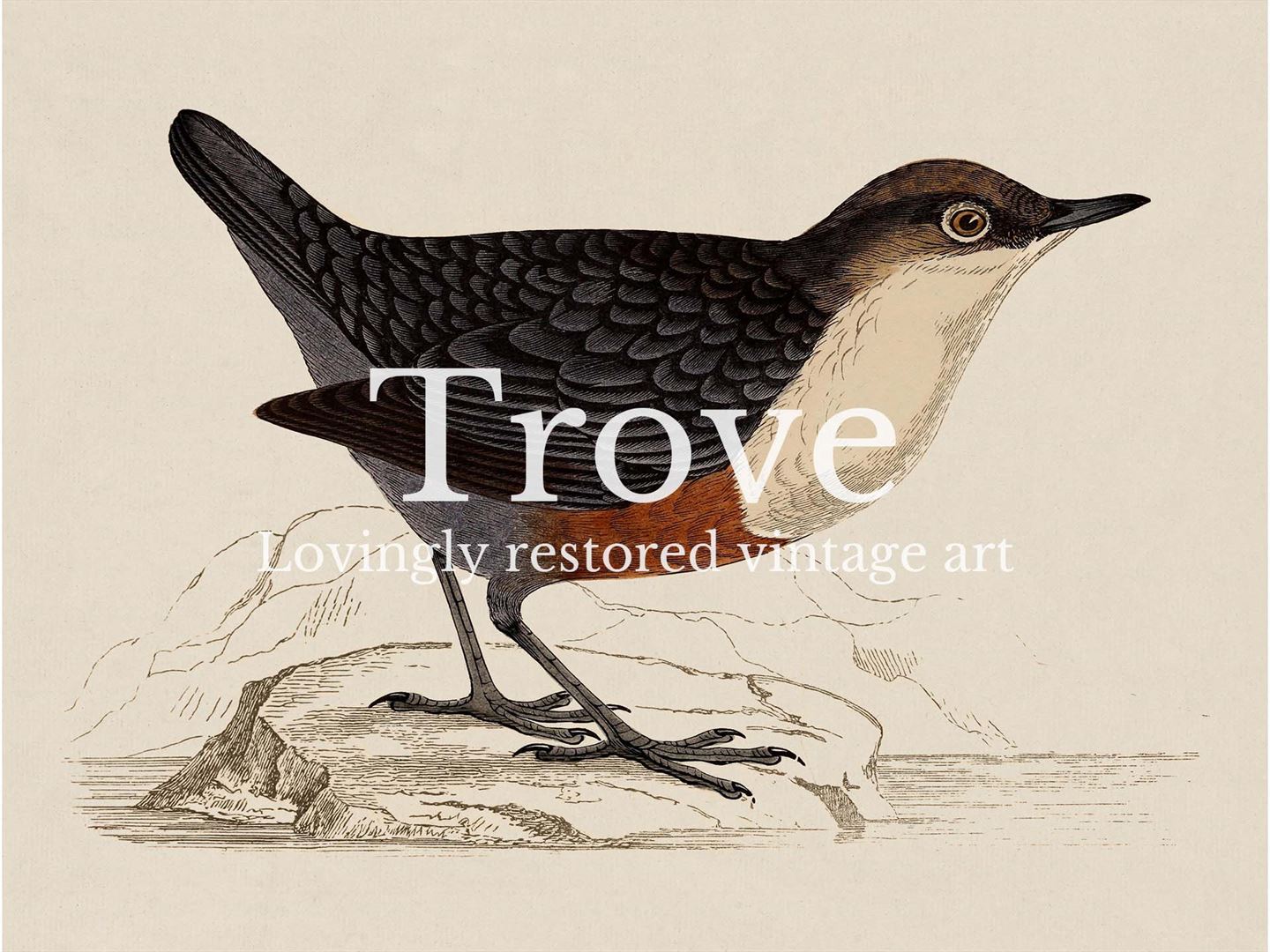 Dipper Vintage Art Print