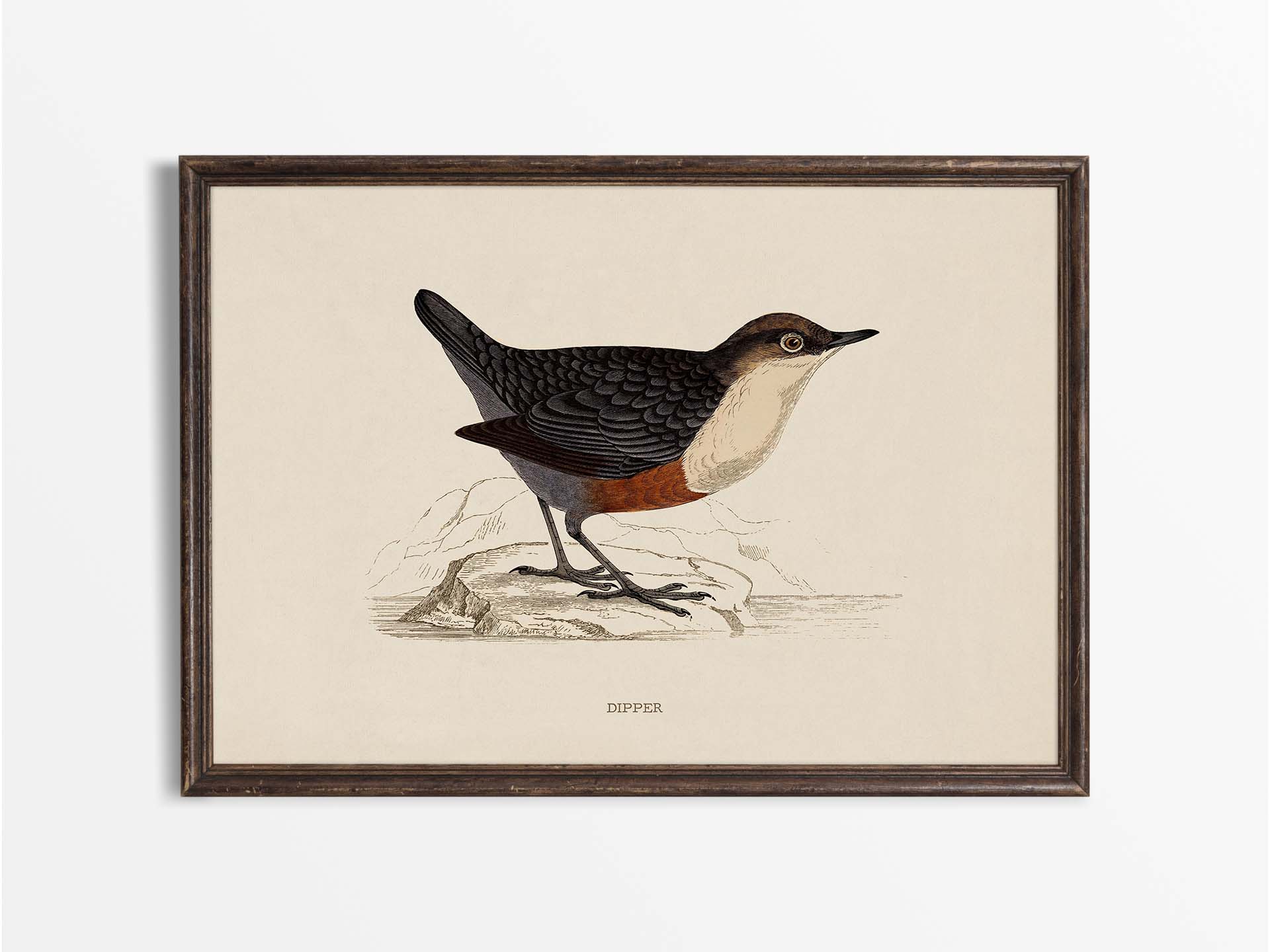 Dipper Vintage Art Print