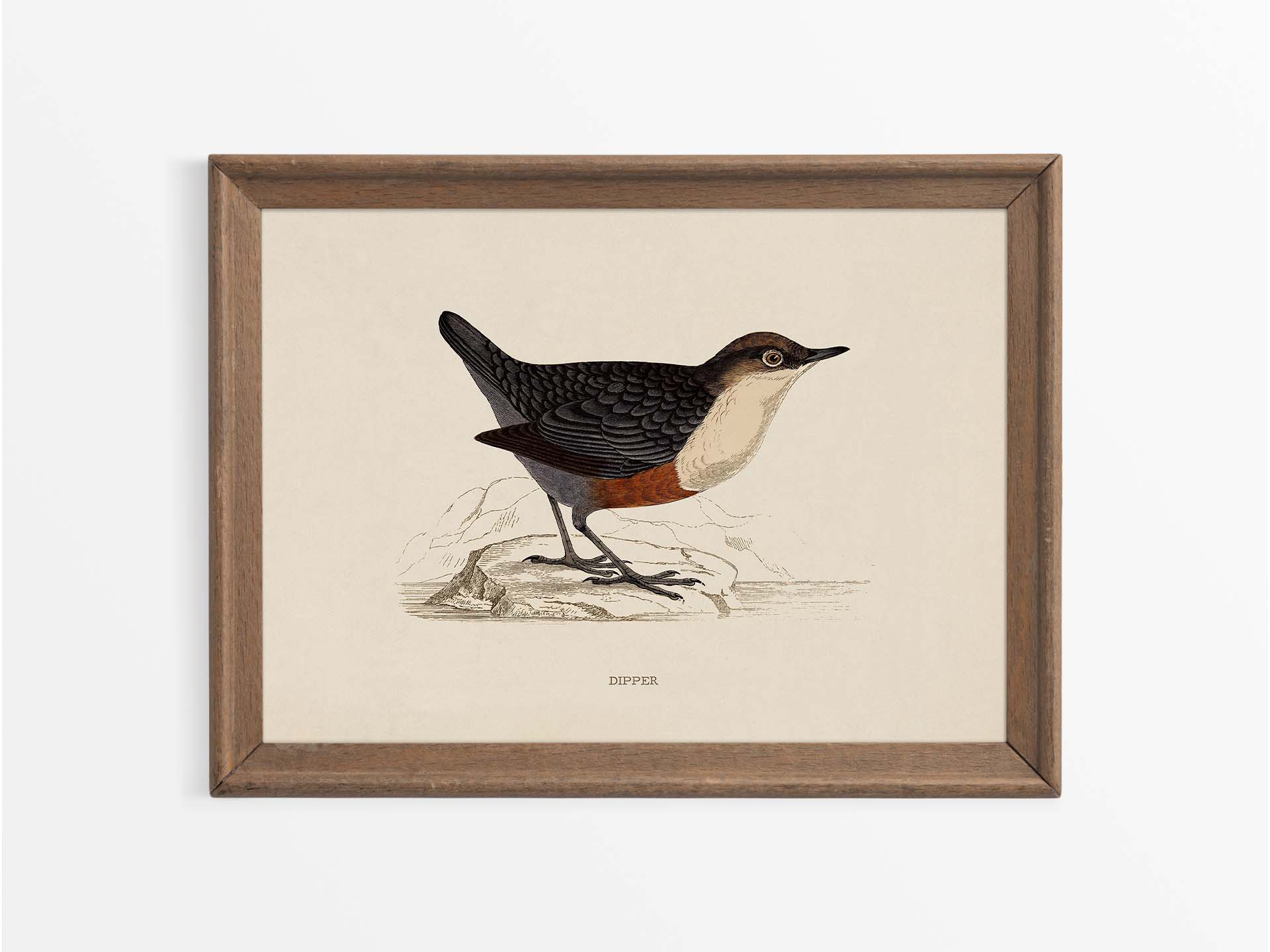 Dipper Vintage Art Print
