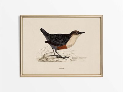 Dipper Vintage Art Print