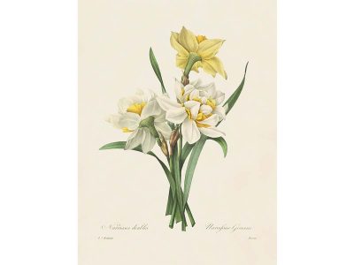 Double Daffodils Vintage Art Print