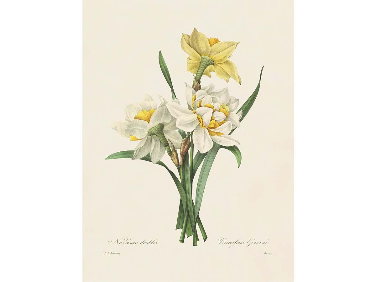 Double Daffodils Vintage Art Print