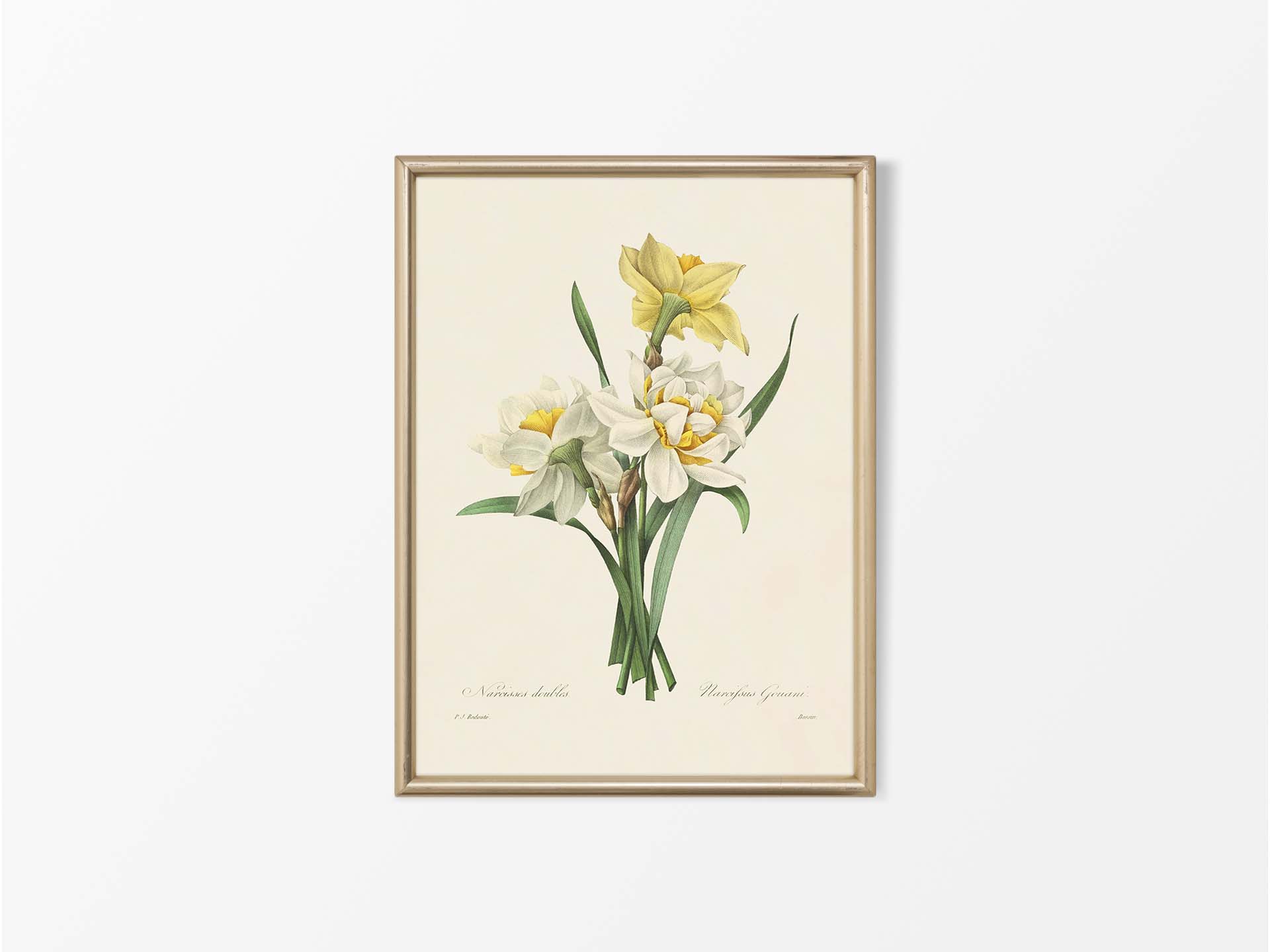 Double Daffodils Vintage Art Print