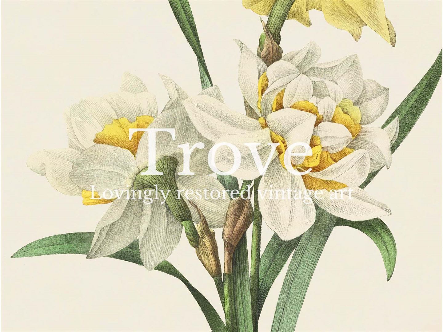 Double Daffodils Vintage Art Print