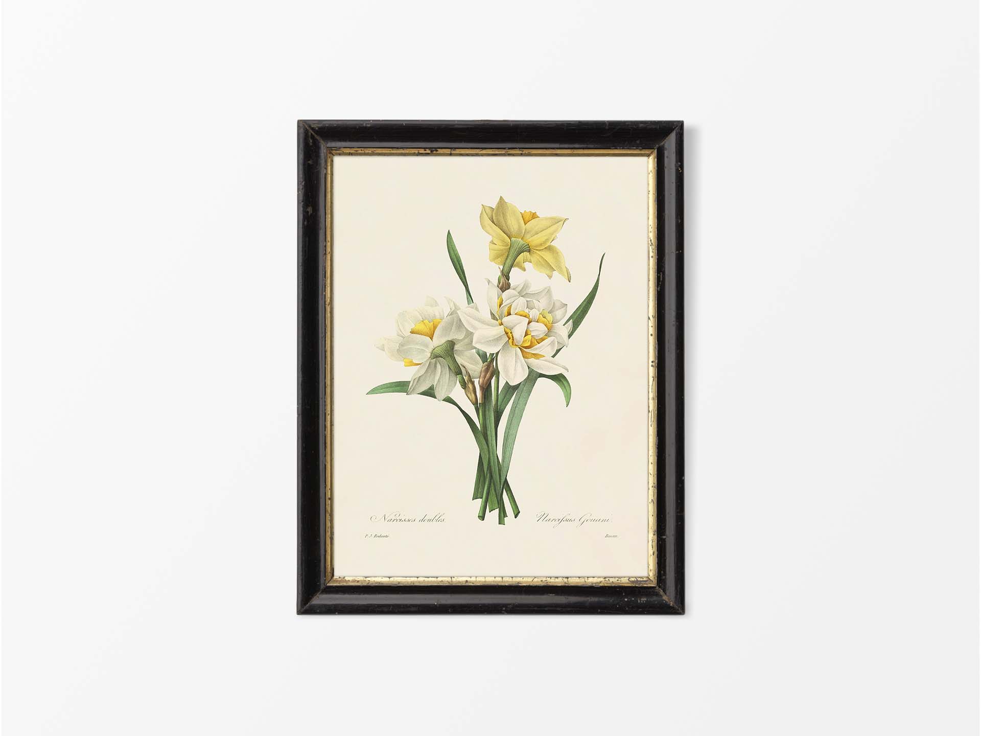 Double Daffodils Vintage Art Print