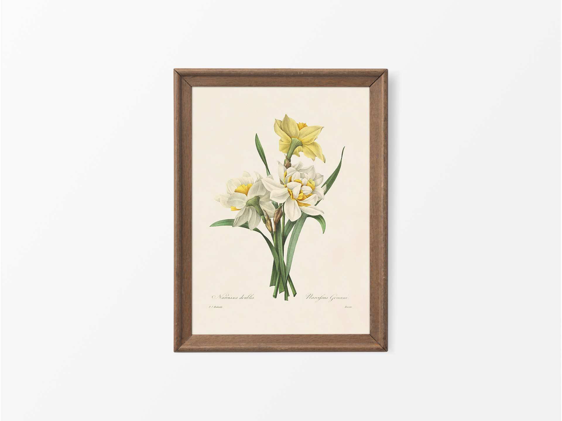 Double Daffodils Vintage Art Print
