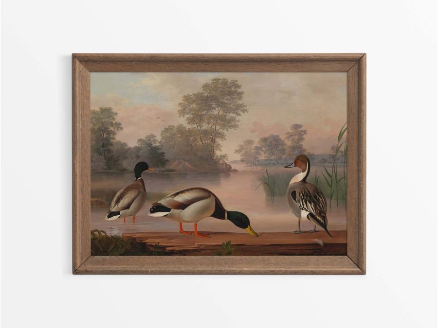 Ducks Vintage Art Print