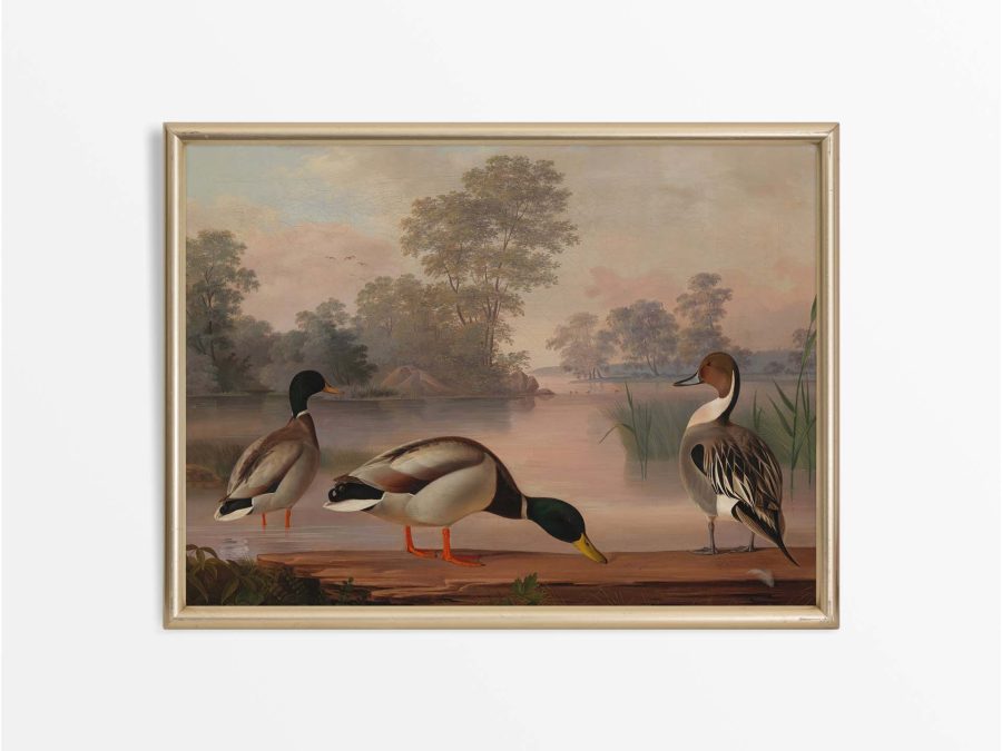 Ducks Vintage Art Print