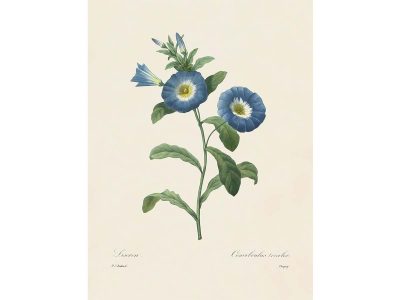 Dwarf Morning-Glory Vintage Art Print