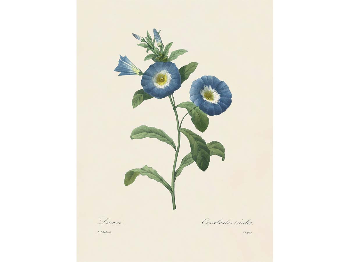 Dwarf Morning-Glory Vintage Art Print