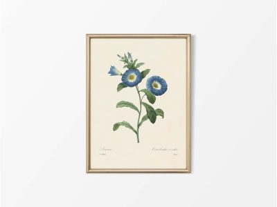 Dwarf Morning-Glory Vintage Art Print