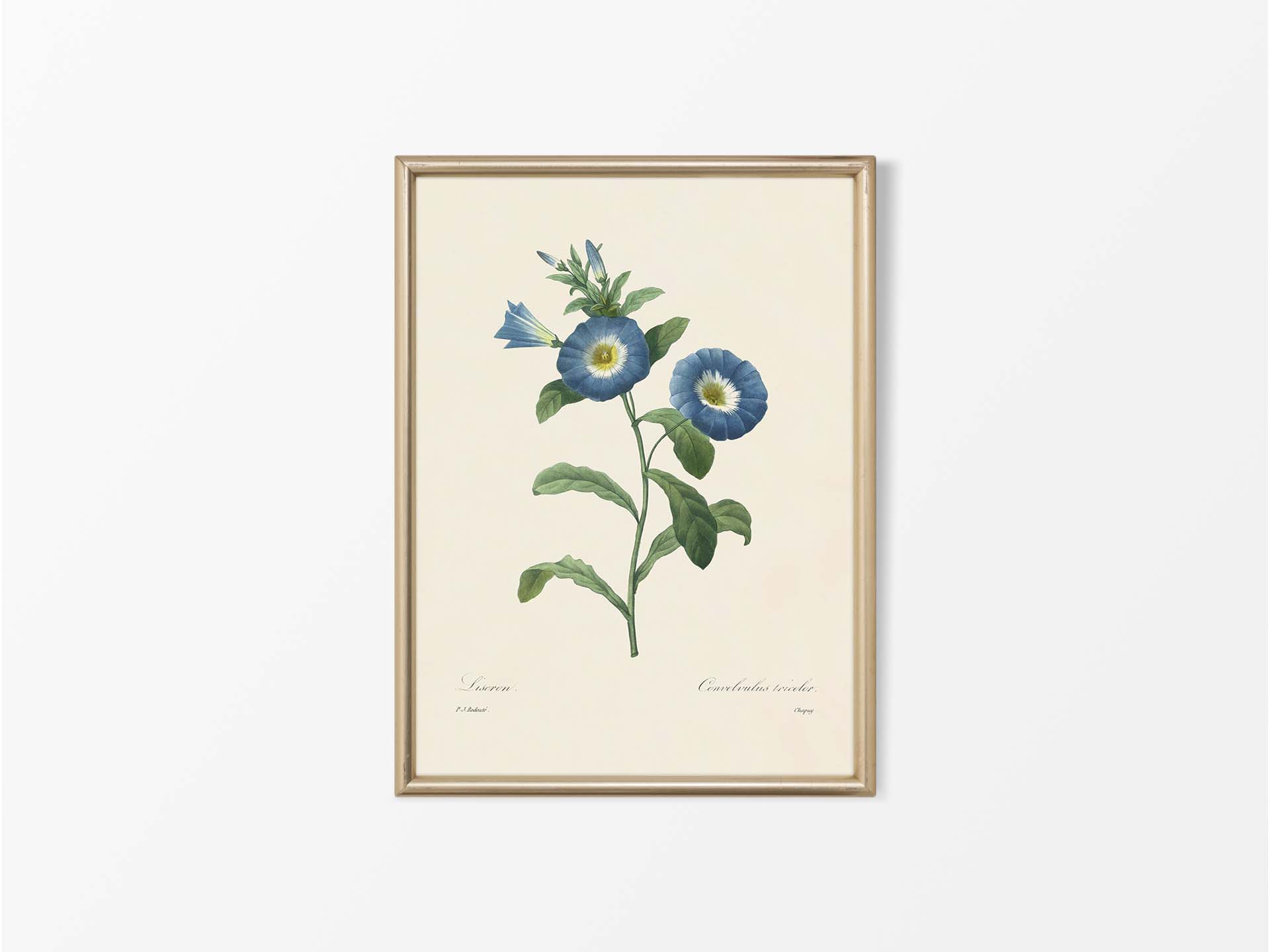 Dwarf Morning-Glory Vintage Art Print
