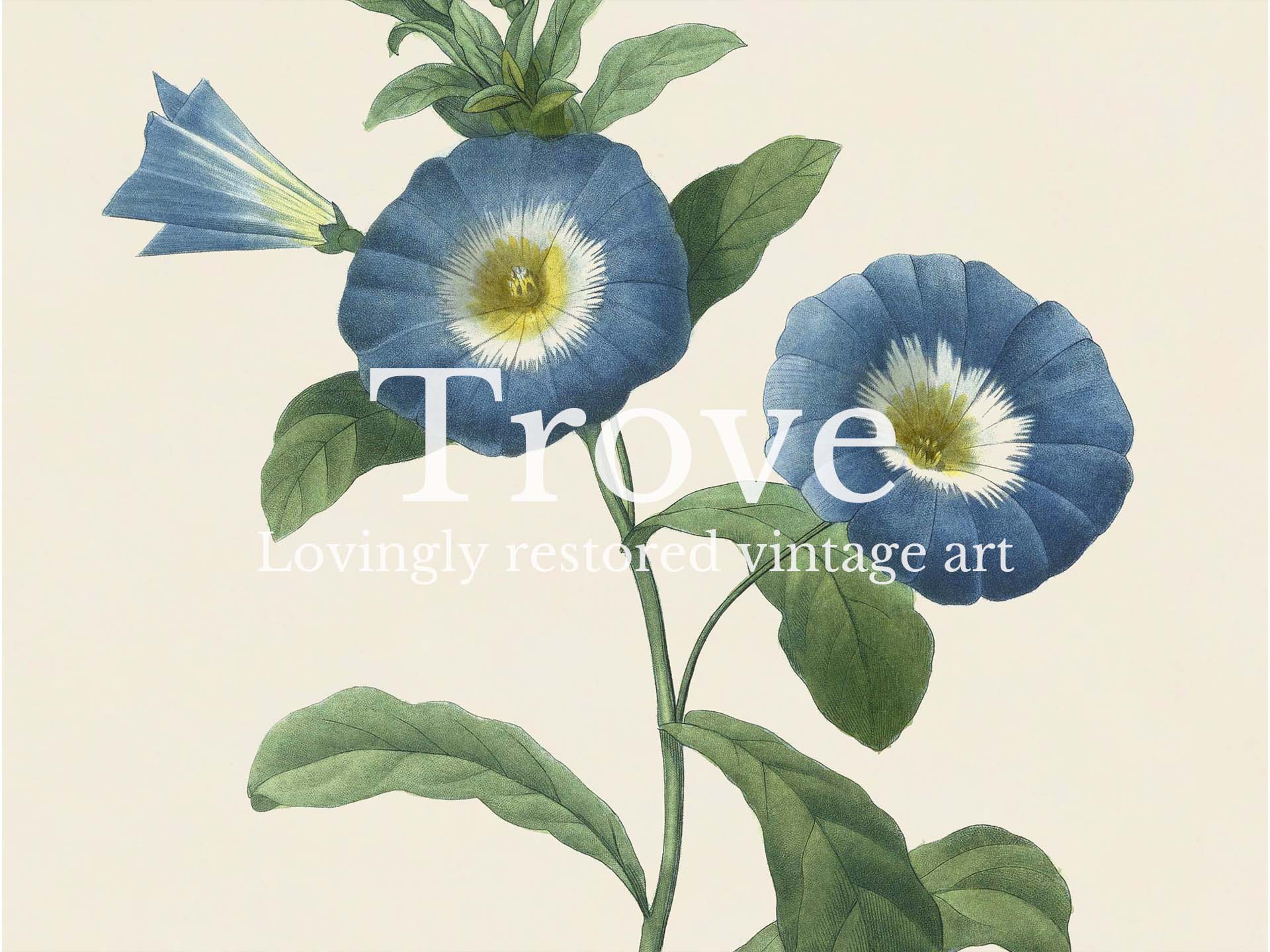 Dwarf Morning-Glory Vintage Art Print