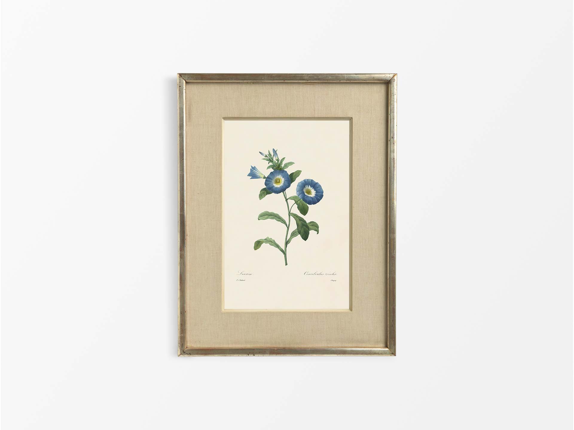 Dwarf Morning-Glory Vintage Art Print