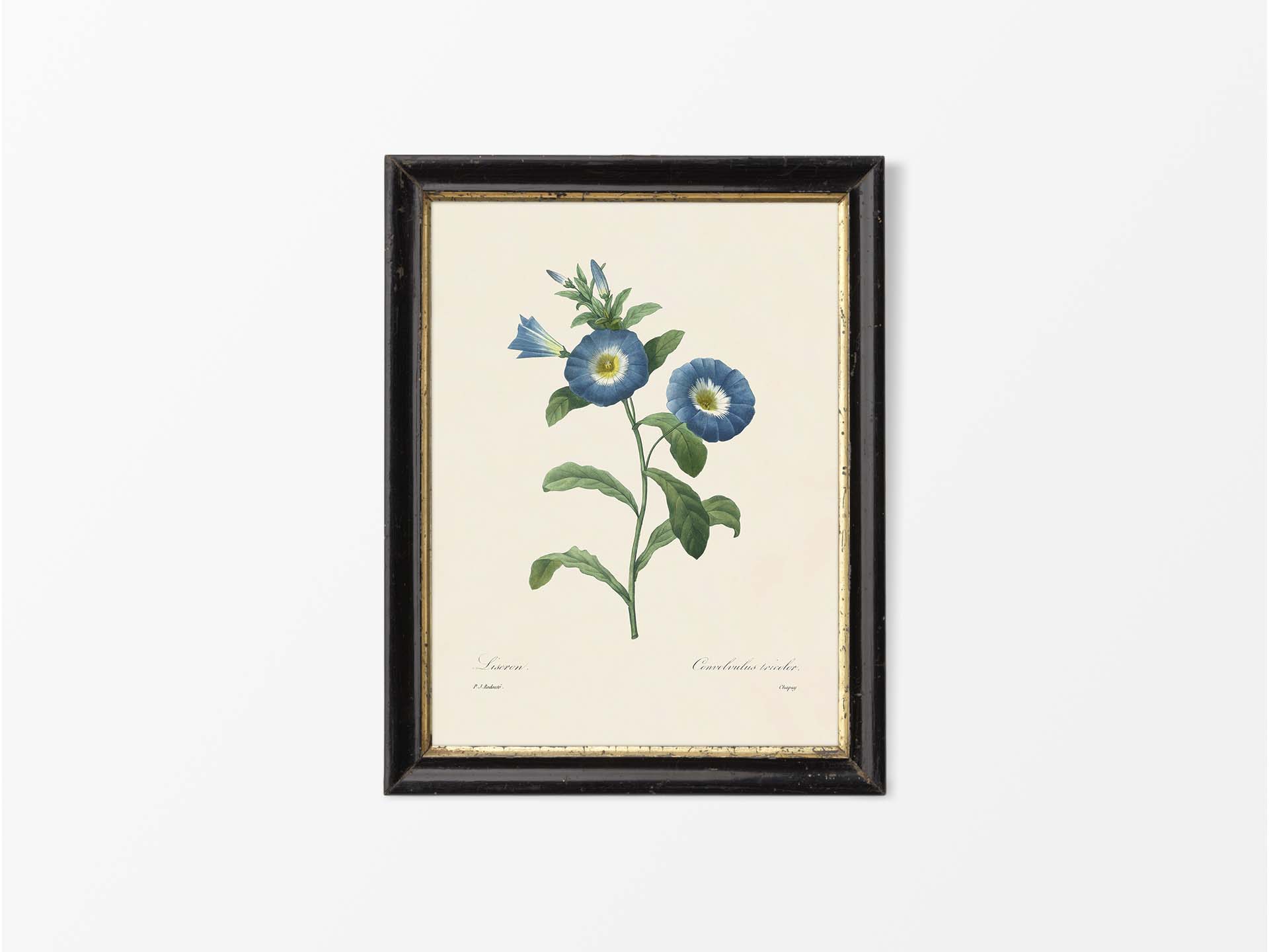 Dwarf Morning-Glory Vintage Art Print