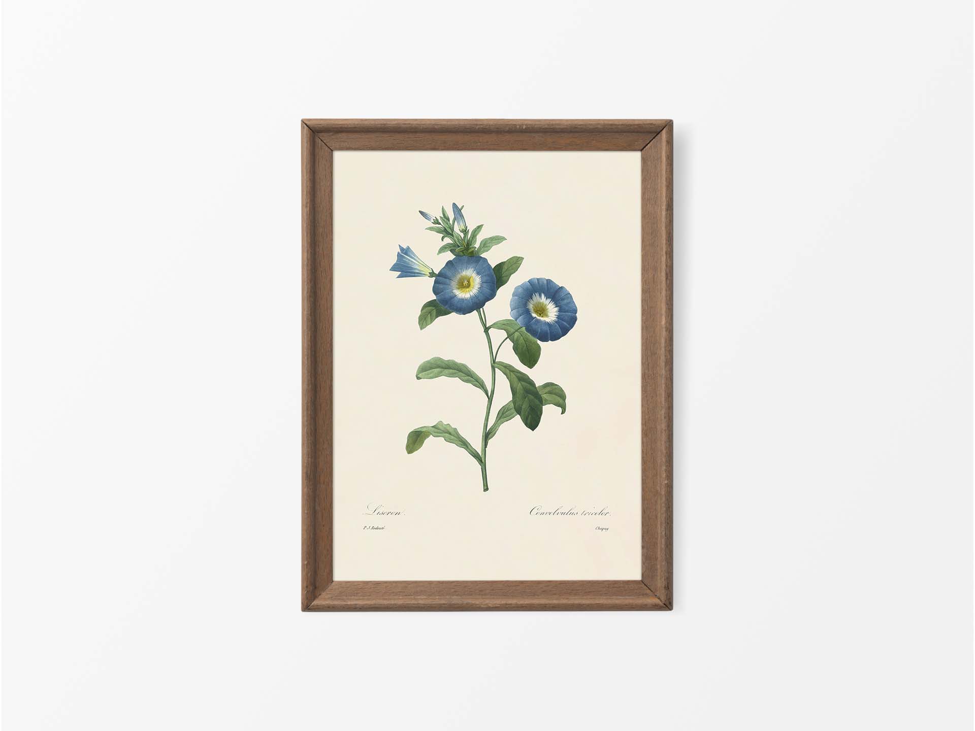 Dwarf Morning-Glory Vintage Art Print
