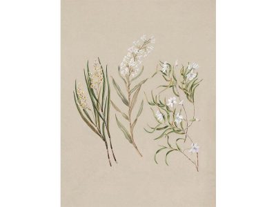 Earina Vintage Art Print