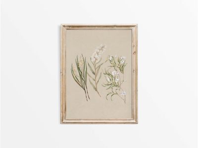 Earina Vintage Art Print