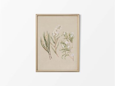 Earina Vintage Art Print