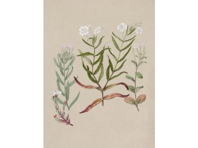 Epilobium Vintage Art Print