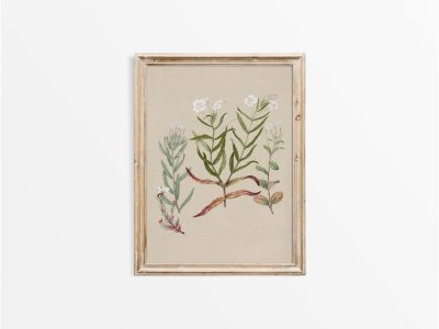 Epilobium Vintage Art Print