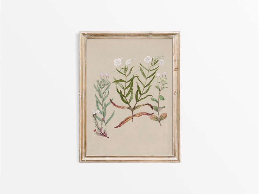 Epilobium Vintage Art Print
