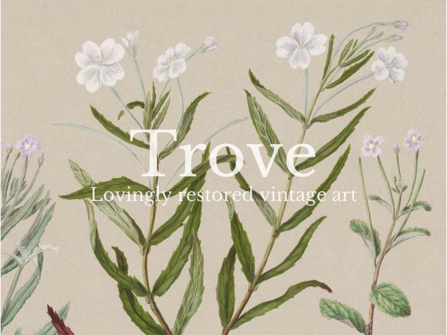 Epilobium Vintage Art Print