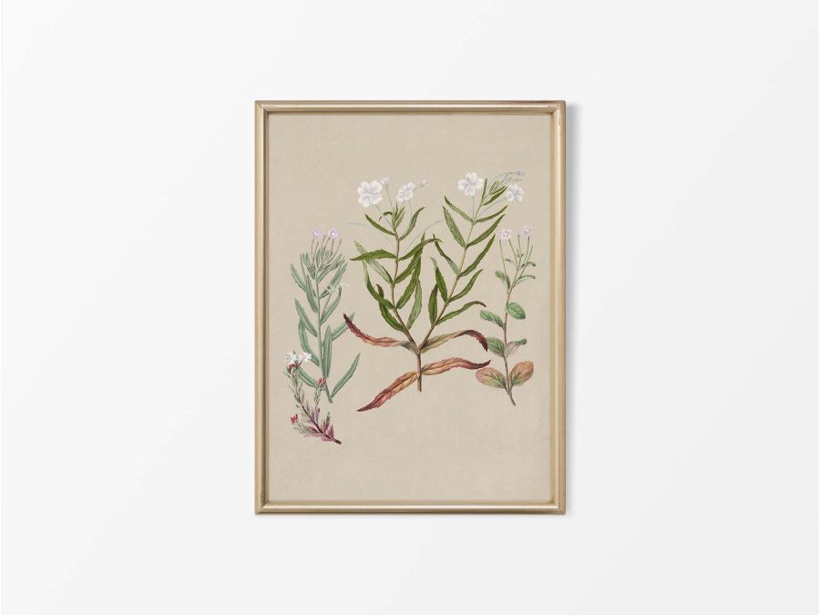 Epilobium Vintage Art Print