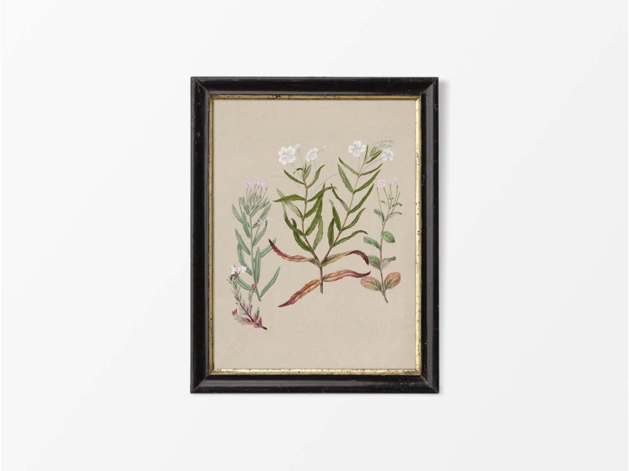 Epilobium Vintage Art Print