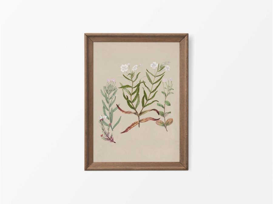 Epilobium Vintage Art Print