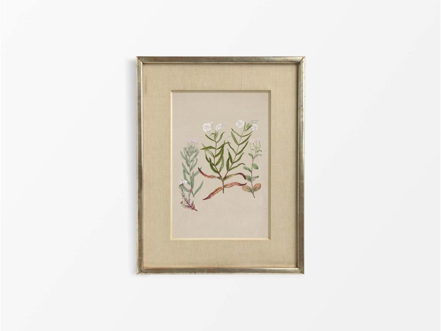 Epilobium Vintage Art Print