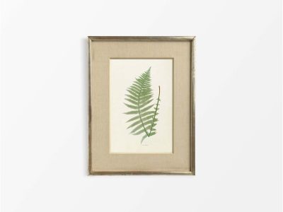 Fern III Vintage Art Print