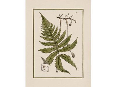 Fern IX Vintage Art Print