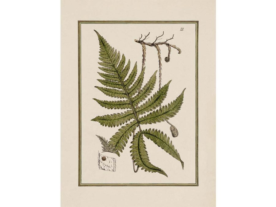 Fern IX Vintage Art Print
