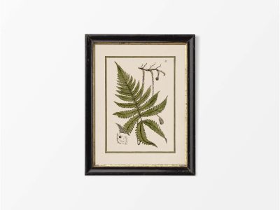 Fern IX Vintage Art Print