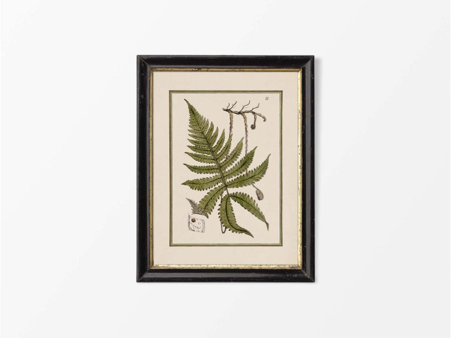 Fern IX Vintage Art Print