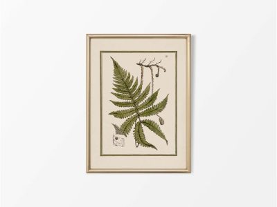 Fern IX Vintage Art Print