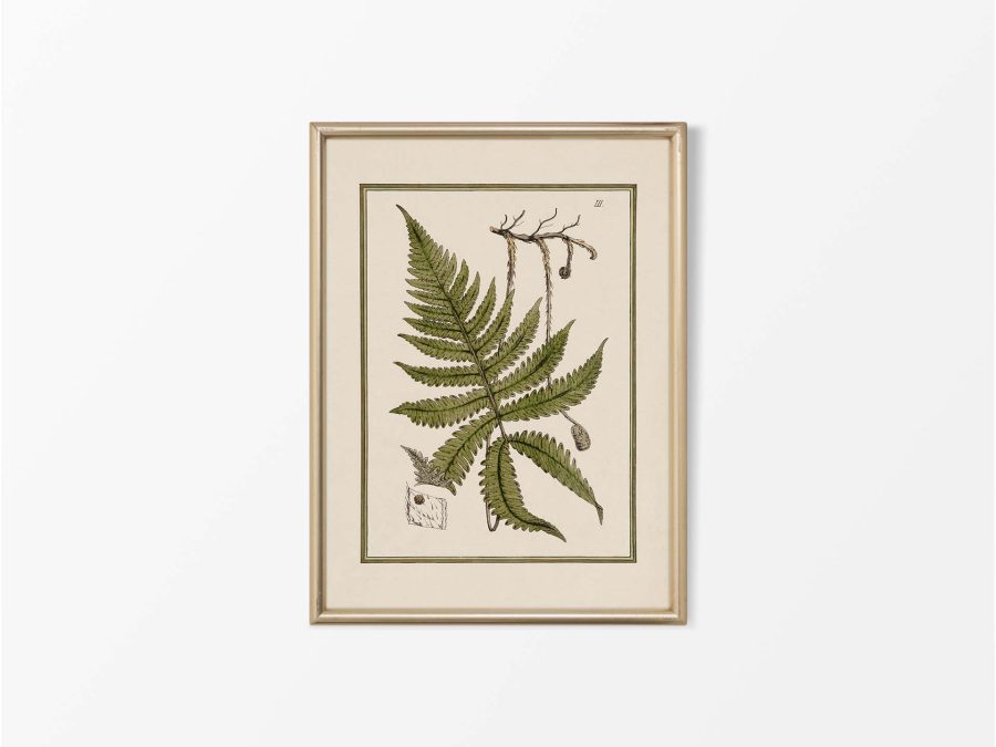 Fern IX Vintage Art Print
