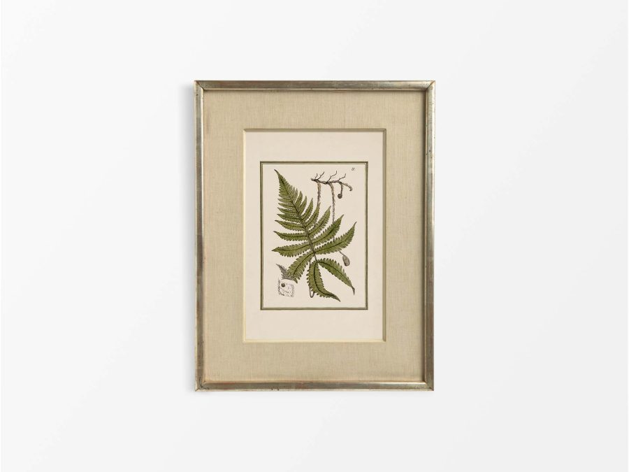 Fern IX Vintage Art Print