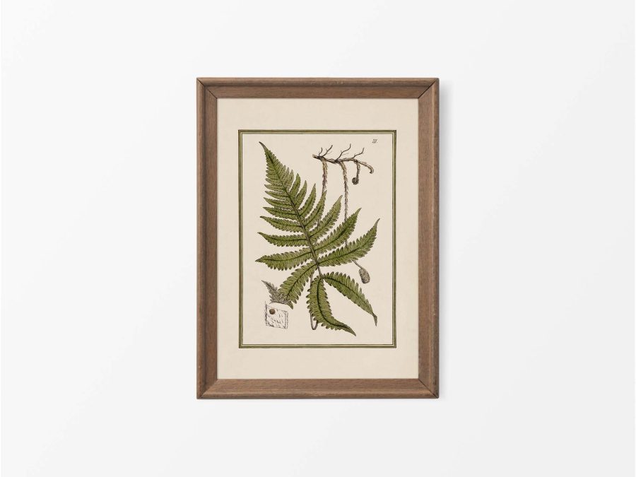 Fern IX Vintage Art Print