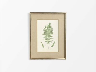 Fern V Vintage Art Print