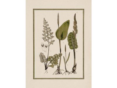 Fern VII Vintage Art Print