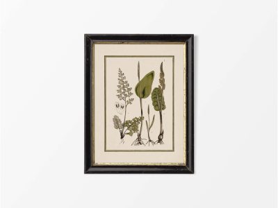 Fern VII Vintage Art Print
