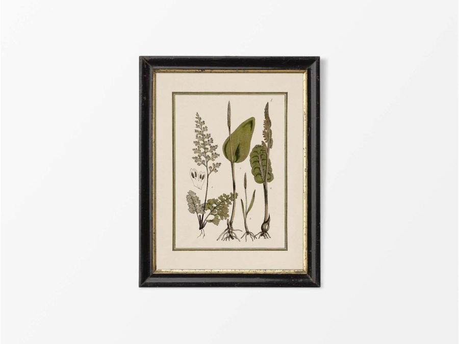 Fern VII Vintage Art Print